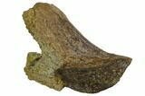 Rooted Triceratops Tooth - North Dakota #128502-2